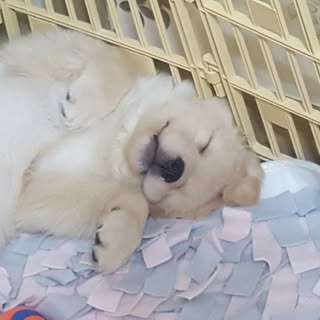 광수